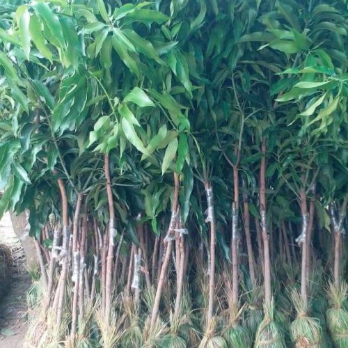 WhatsApp Image 2022-11-22 at 10.34.21 PM (2)