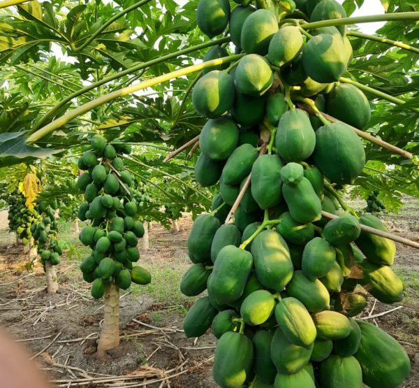 WhatsApp Image 2022-11-22 at 10.39.31 PM