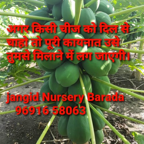 WhatsApp-Image-2022-11-22-at-10.39.38-PM-1