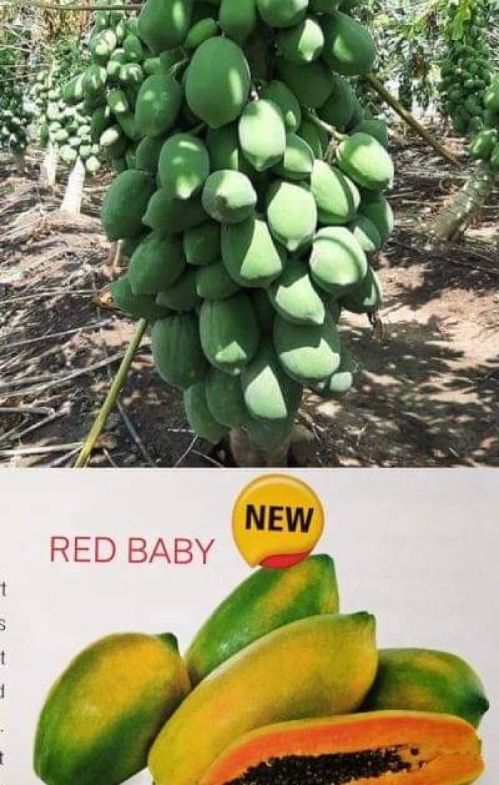 WhatsApp Image 2022-11-24 at 7.39.37 AM