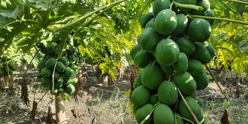 WhatsApp Image 2022-11-24 at 8.43.34 AM (1)