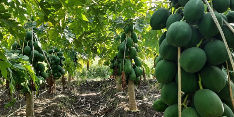 WhatsApp Image 2022-11-24 at 8.43.35 AM