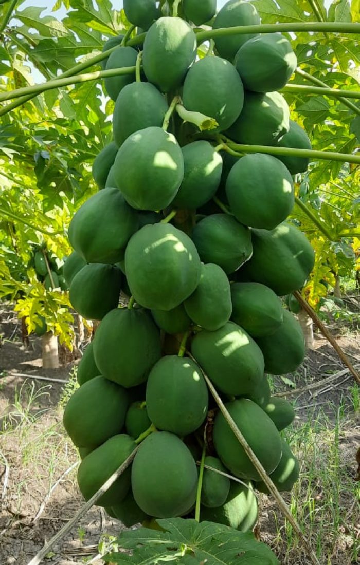 WhatsApp Image 2022-11-24 at 8.43.39 AM