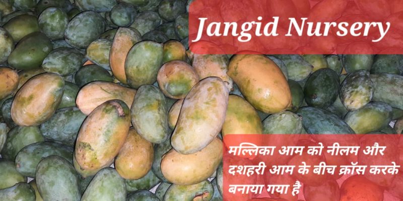 WhatsApp Image 2022-11-24 at 8.43.40 AM (2)